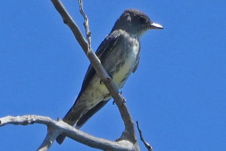 Olive-Sided Flycatcher, Contopus cooperi, New Mexico