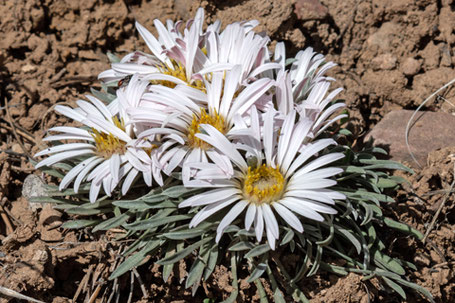 Easter Daisy, Townsendia exscapa, New Mexico