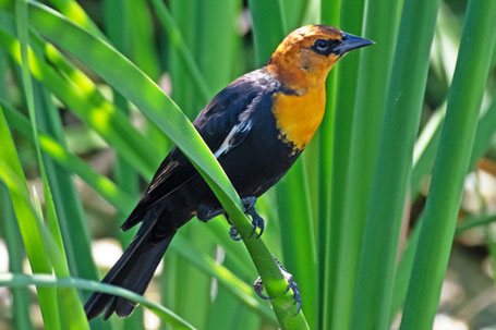 Yellow-Headed Blackbird, Xanthocephalus xanthocephalus, New Mexico