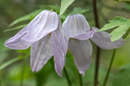 Rock Clematis, Clematis columbiana, New Mexico