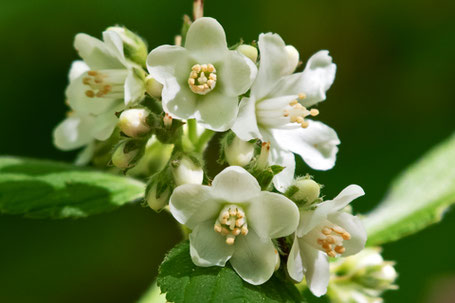 Five-Petal Cliffbush, Jamesia americana, New Mexico