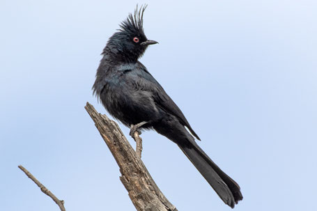 Phainopepla nitens, New Mexico