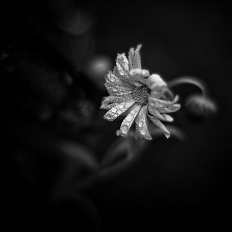 letztes Blümchen 2018