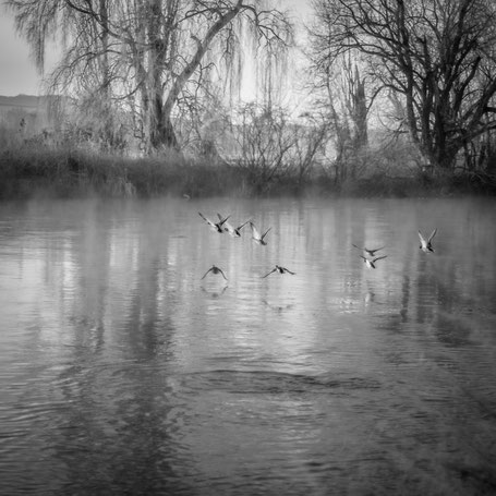 Enten im Frühnebel an der Regnitz