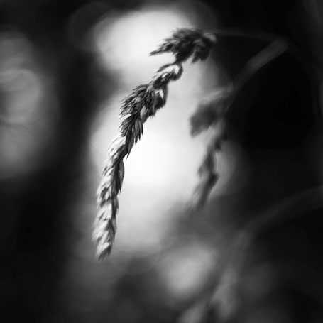 Wunder der Natur