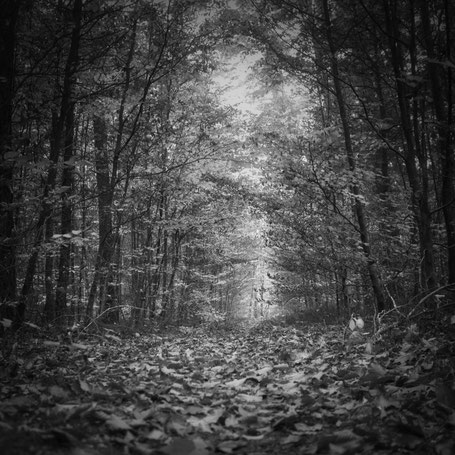 Waldspaziergang im Herbst