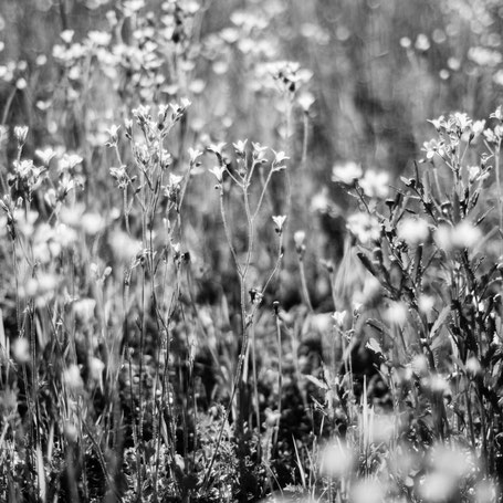 Blumen am Straßenrand