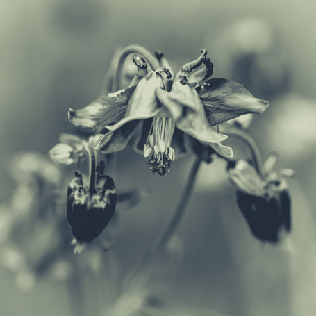 Akeleiblüte