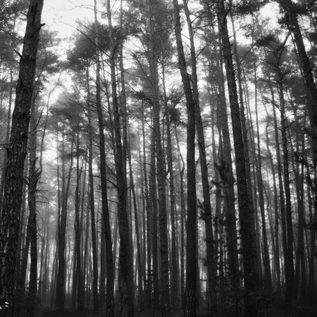 Novembernebel im Wald