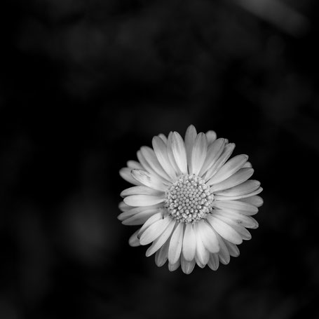 Gänseblümchen