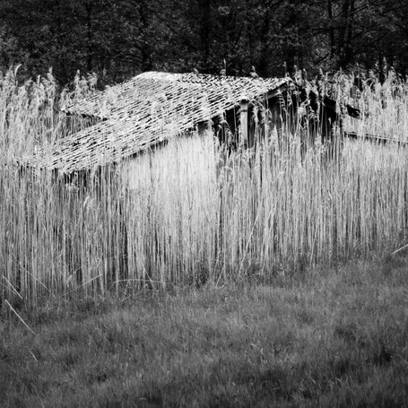 Die Hütte im Schilf