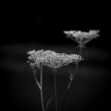 Wildblumen