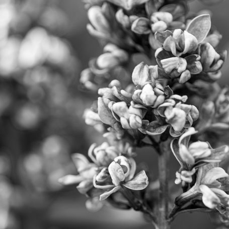 Flieder in grey