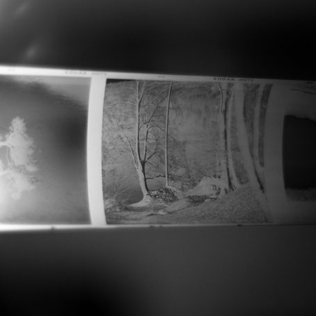 Kodak Tri-X mit Rodinal 1:50 entwickelt (im Wald am Hechtsee)