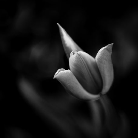 Tulpen im Garten