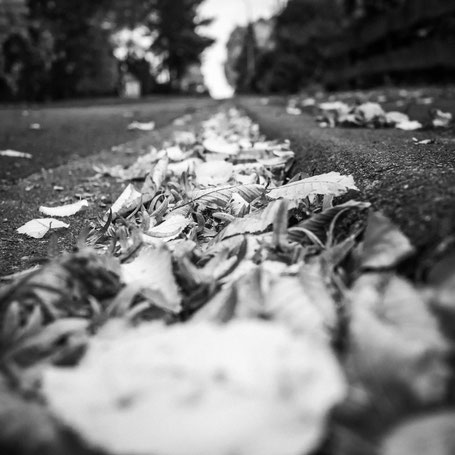 Herbstlaub überall