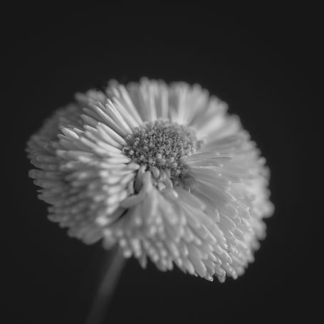 Gänseblümchen
