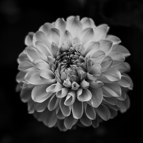 Dahlie bnw