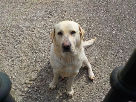 Gabinete de Psicología Daniel López - Santiago de Compostela - Terapia de Exposicición para Fobia a los Perros - Específica - Animales