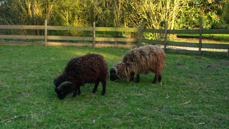 Persil (à gauche, agneau biberon 2019) et Gévaudan de la beregrie d'Ines (à droite, futur antenais noir décoloré)