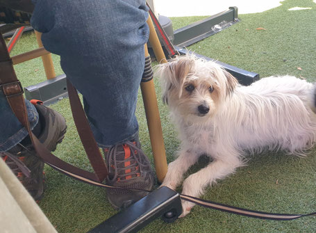petit chien installé tranquillement sous une table de restauarant dog-friendly à Issoire