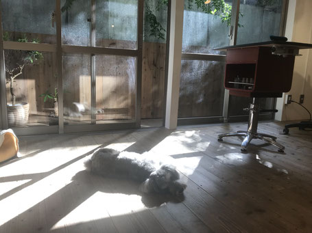 DOGSALONSEALY ドッグサロンシーリー トリミングサロン 表参道 外苑前 南青山 トイプードル ドッグサロン