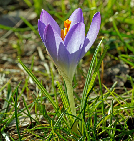 Elfenkrokus
