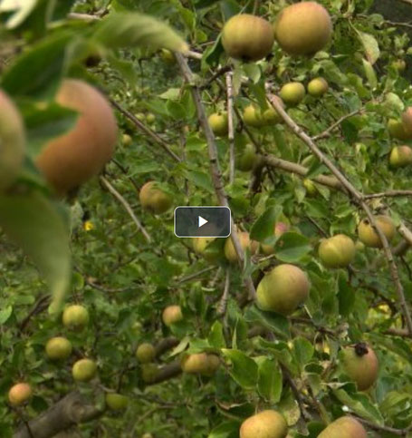 Film: Klimawandel - Äpfel erleiden Sonnenbrand