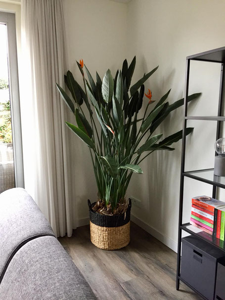 MVO-Strelitzia =100% kwaliteit en tevredenheid 