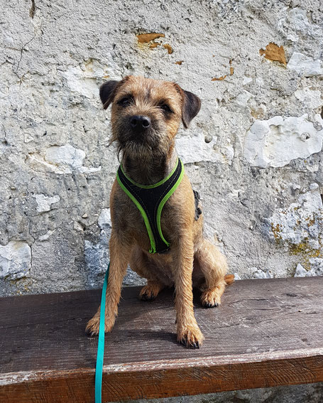 Border Terrier Cielle