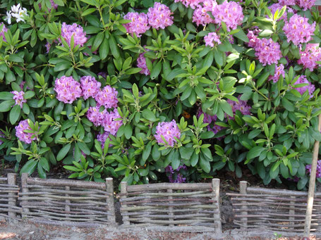 Der Rhododendron wird von kleinen Haselzäunchen gerahmt