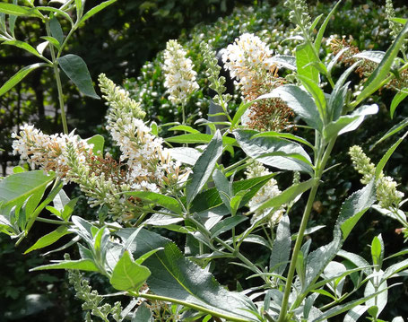 Bild: Zwerg-Sommerflieder in elegantem Weiß