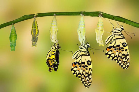 mision de vida sanacion proceso transformacion mariposa mujerconsciente.org