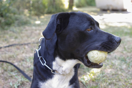 Wer Wenn Nicht Wir Tierheim Neas Webseite