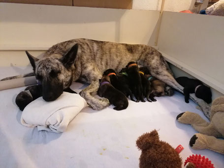 kennel hollandische schaferhunde od zlate sovy eule hollandse herders webseite