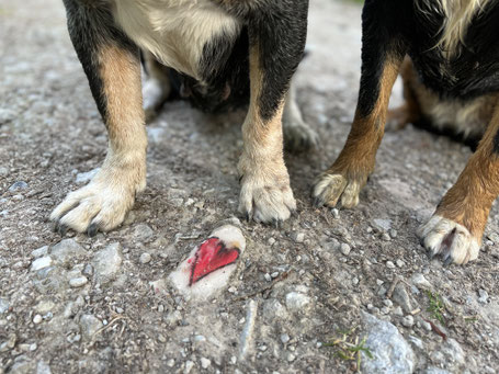 Kurs Geruchsdifferenzierung bei Rundum Glückshund Bergisch Gladbach
