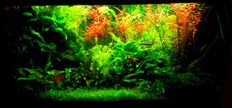 Greenscaping Aquascape Rio 125