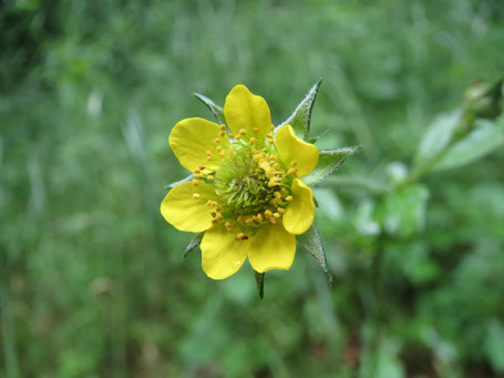 Nelkenwurz Blüte