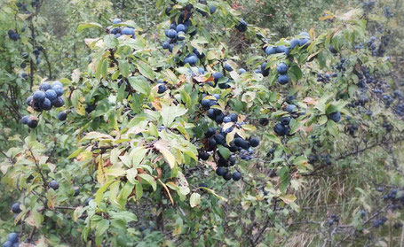 Schlehe Früchte Strauch blau Herbst