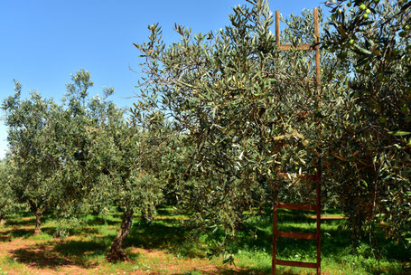 Olivenernte