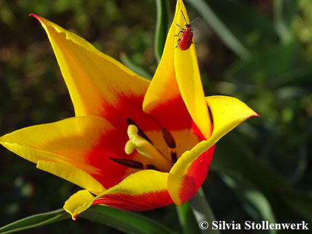 Gelbe Tulpe mit rotem Käfer
