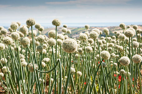 Blühende Winterheckenzwiebel