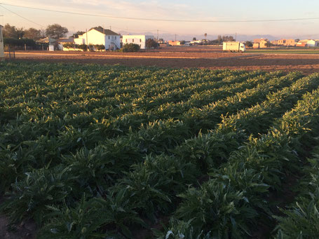 Umland Huerta Alboraya Chufa Artischocke 