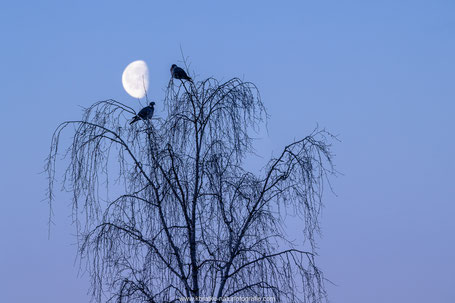 Ringeltauben vor dem Mond