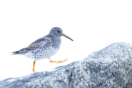 Meerstrandläufer