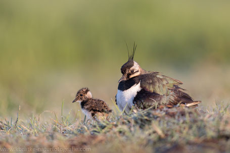 Familie Kiebitz