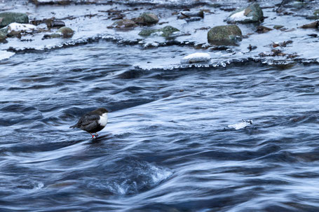Nordische Wasseramsel 