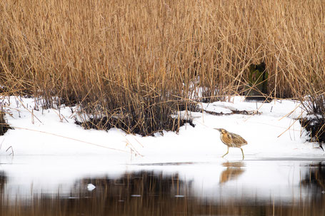 Rohrdommel im Schnee