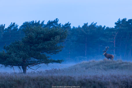 Der Platzhirsch posiert auf der Düne