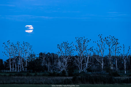 Mond, Wolken und Kormorane